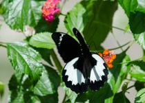 <p> Male </i>Papilio aegeus ormenus<i> feeding. </p>